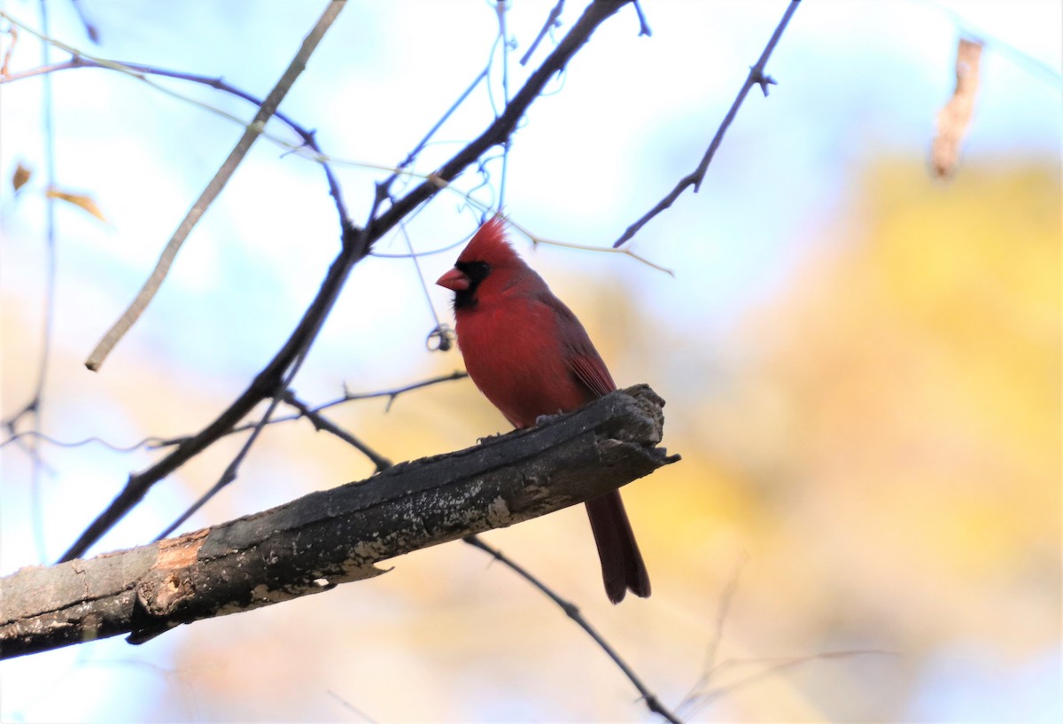 Northern Cardinal - ML190004651