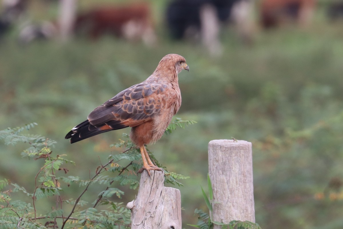 Savanna Hawk - Suzanne O'Rourke