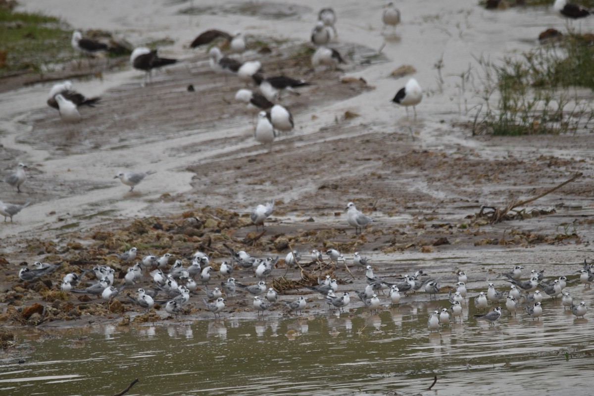 White-winged Tern - ML190006231