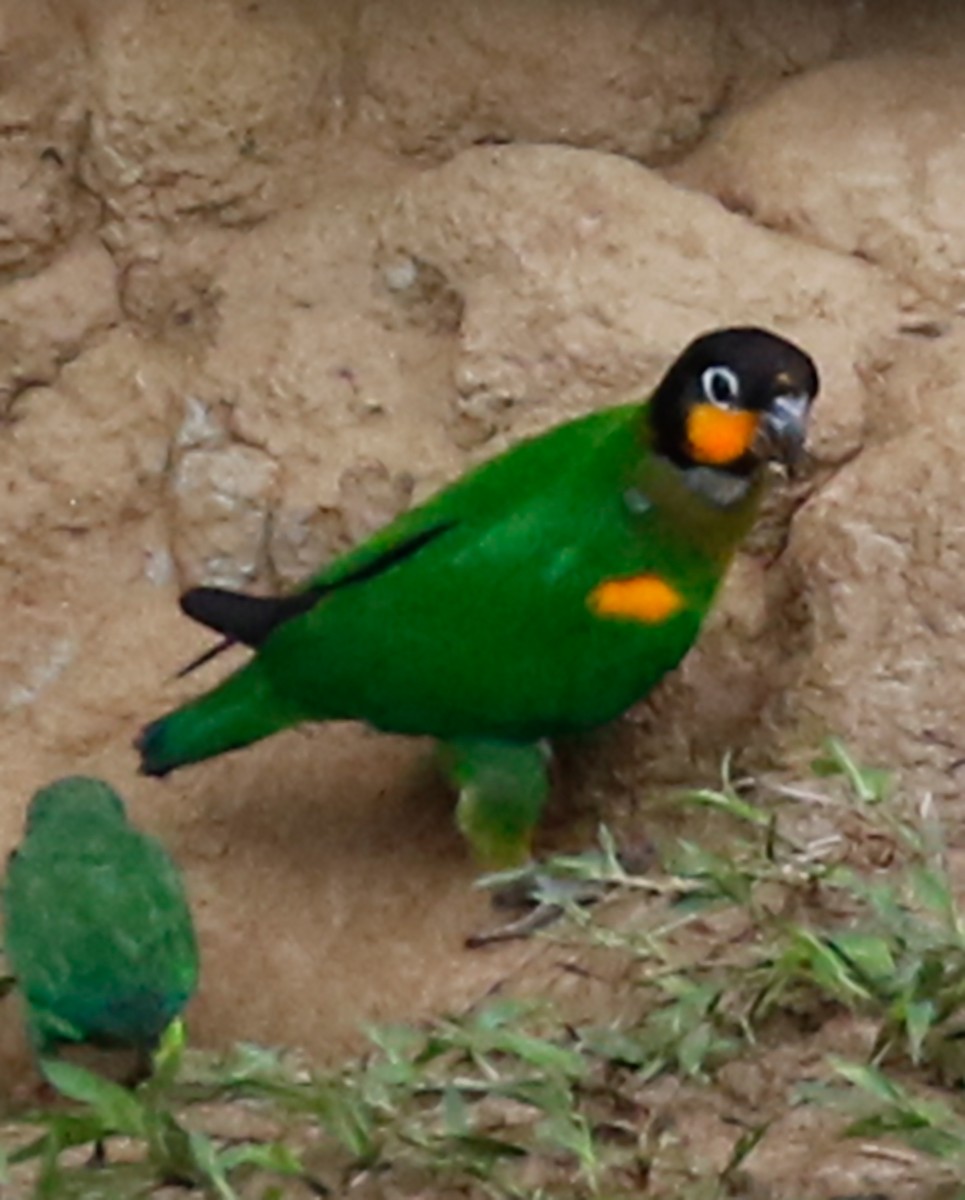 Orange-cheeked Parrot - olivia graves