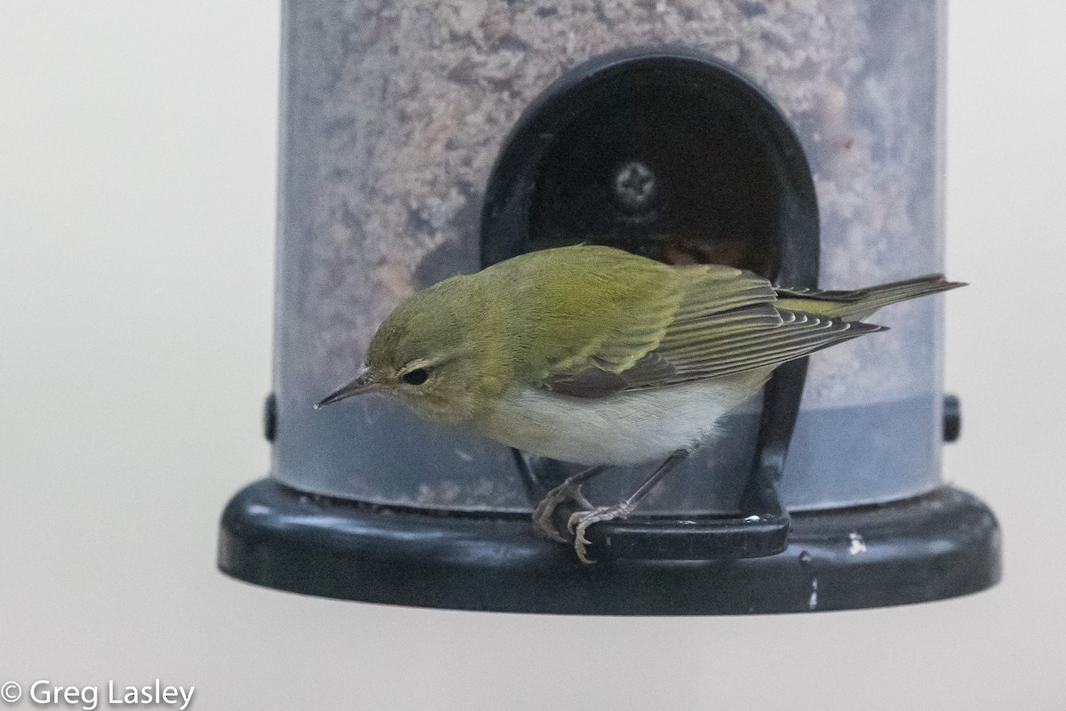 Tennessee Warbler - ML190006421