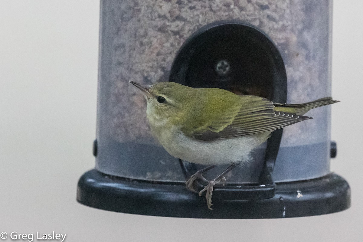 Tennessee Warbler - ML190006431