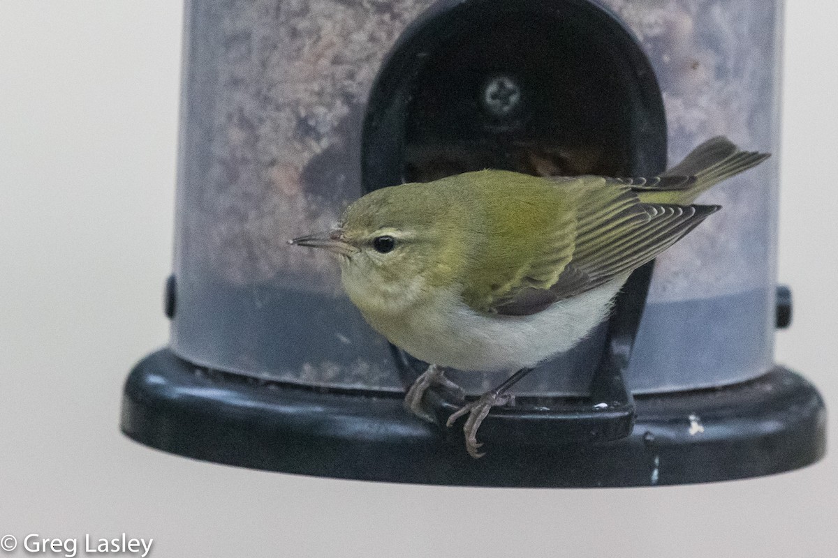 Tennessee Warbler - ML190006441