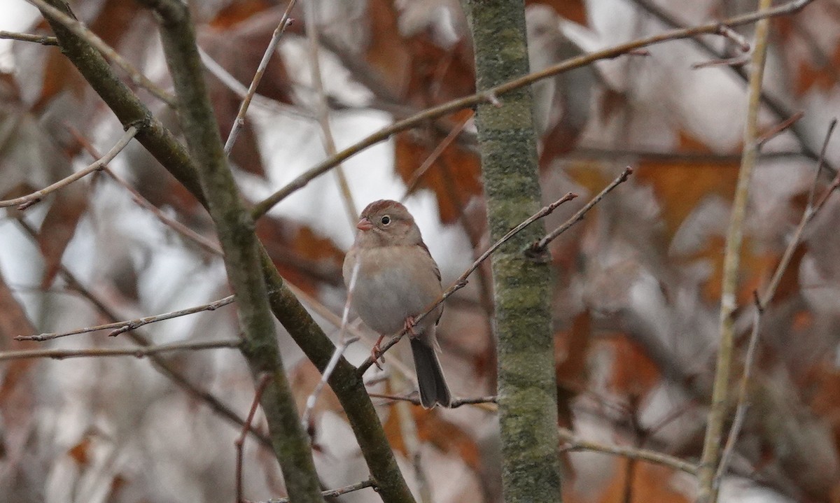 Field Sparrow - ML190007451