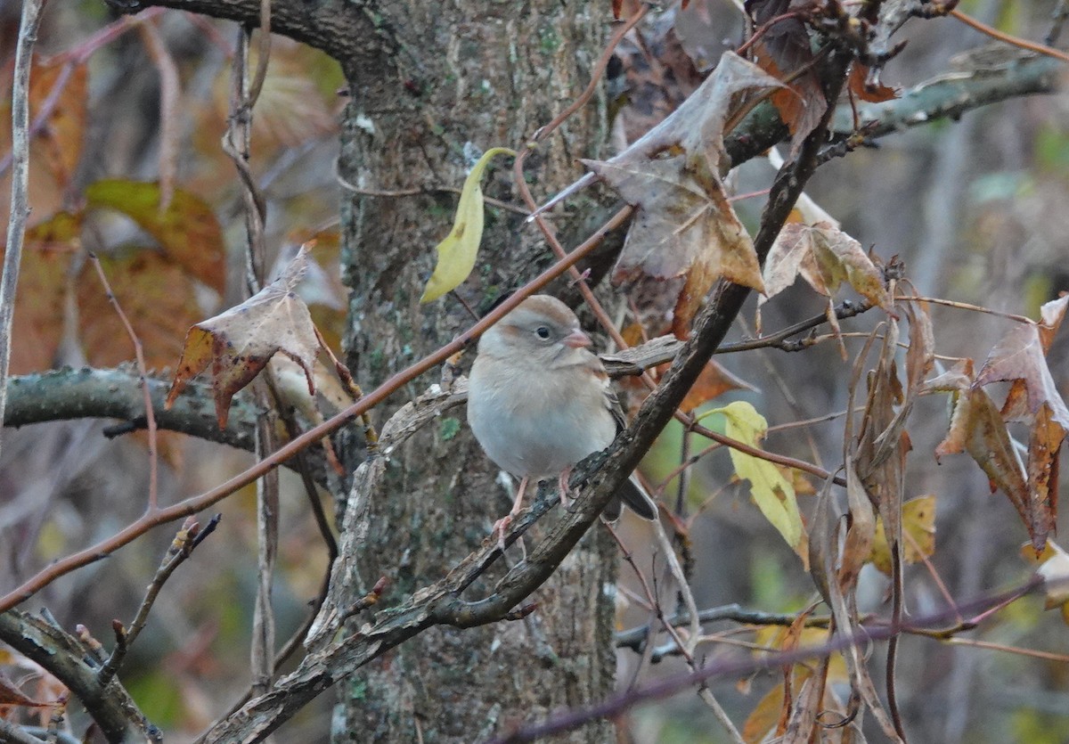 Field Sparrow - ML190007471