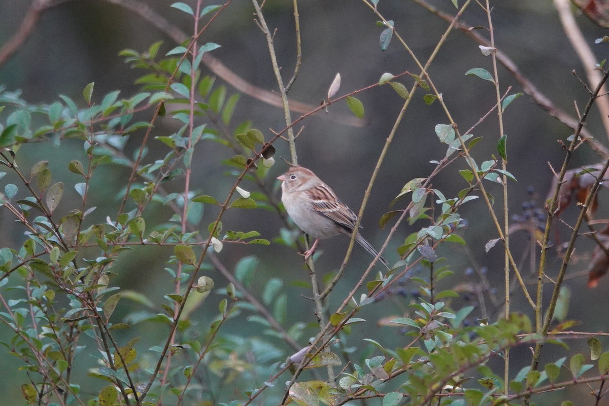 Field Sparrow - ML190007481