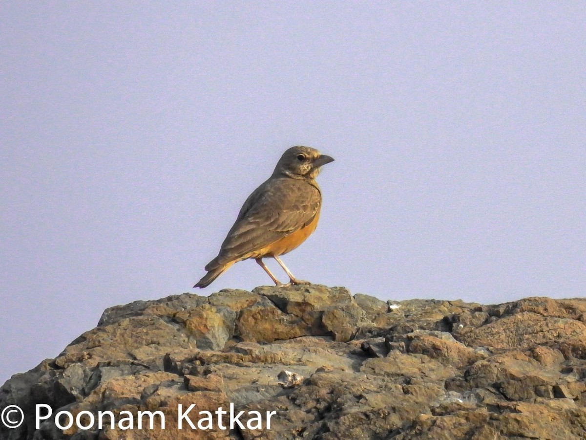 Rufous-tailed Lark - Poonam Katkar