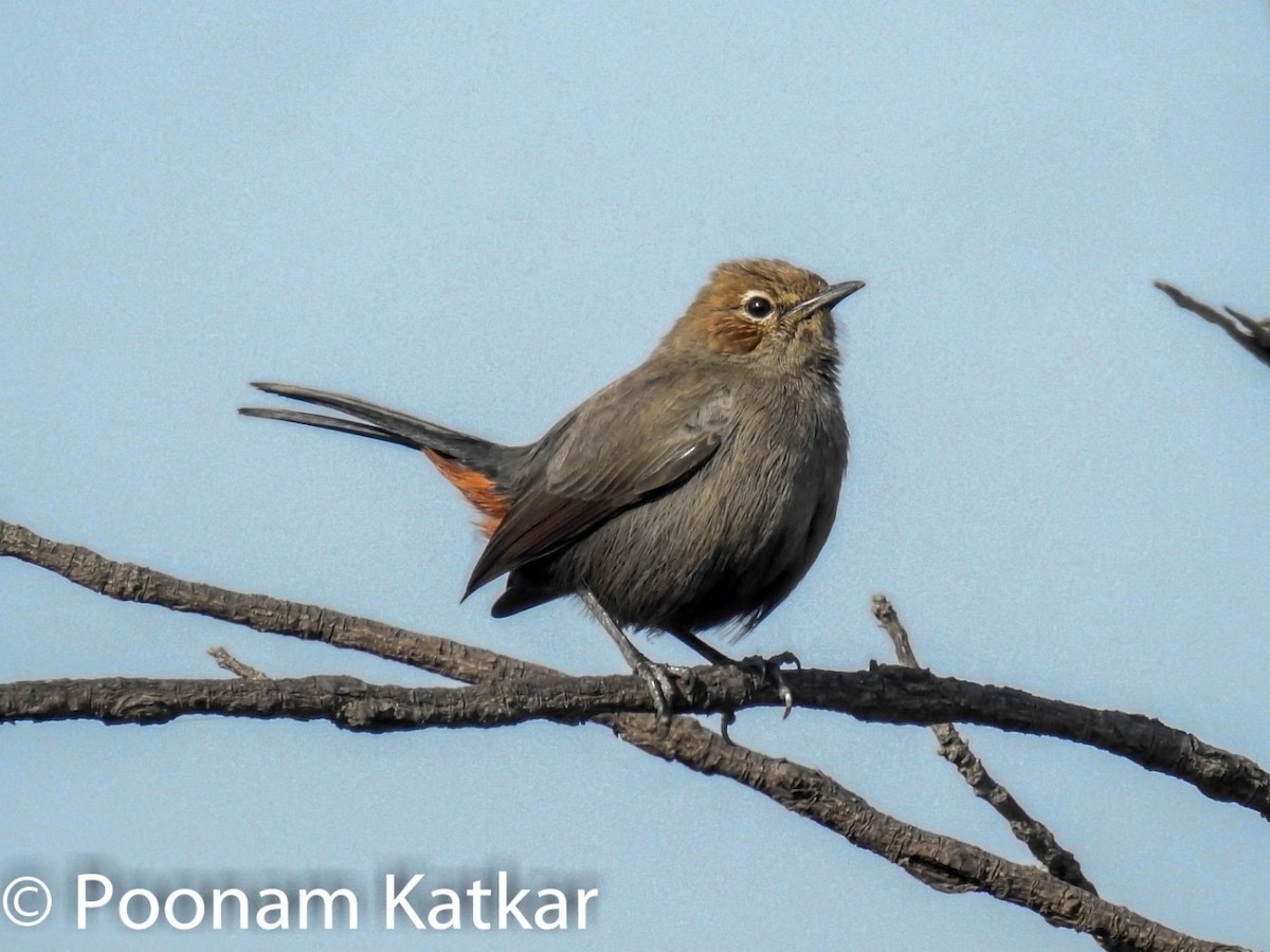 Indian Robin - ML190007711