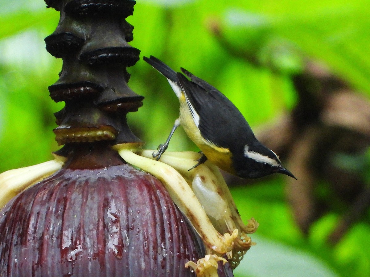 Bananaquit - ML190007981