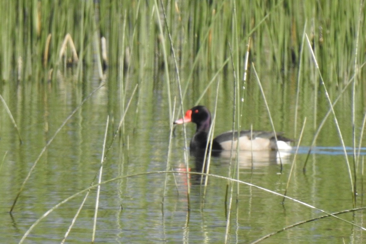 Rosy-billed Pochard - COA  Diucon