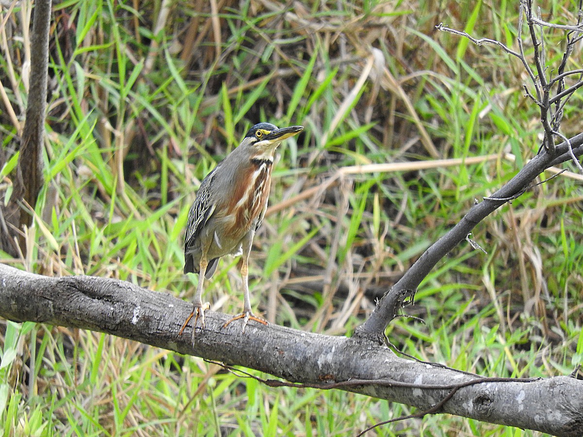 Striated Heron - ML190009291