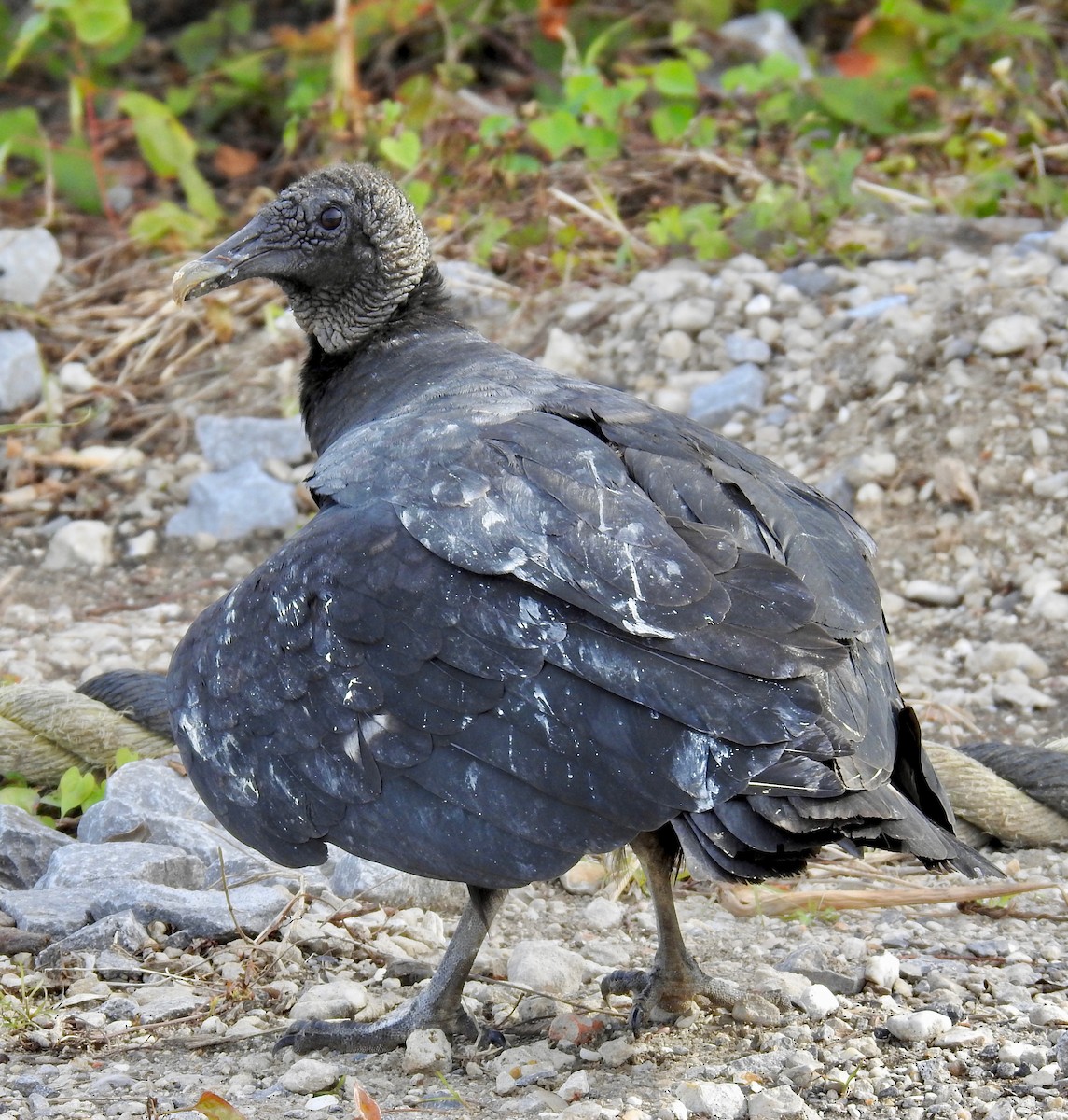 Black Vulture - Van Remsen