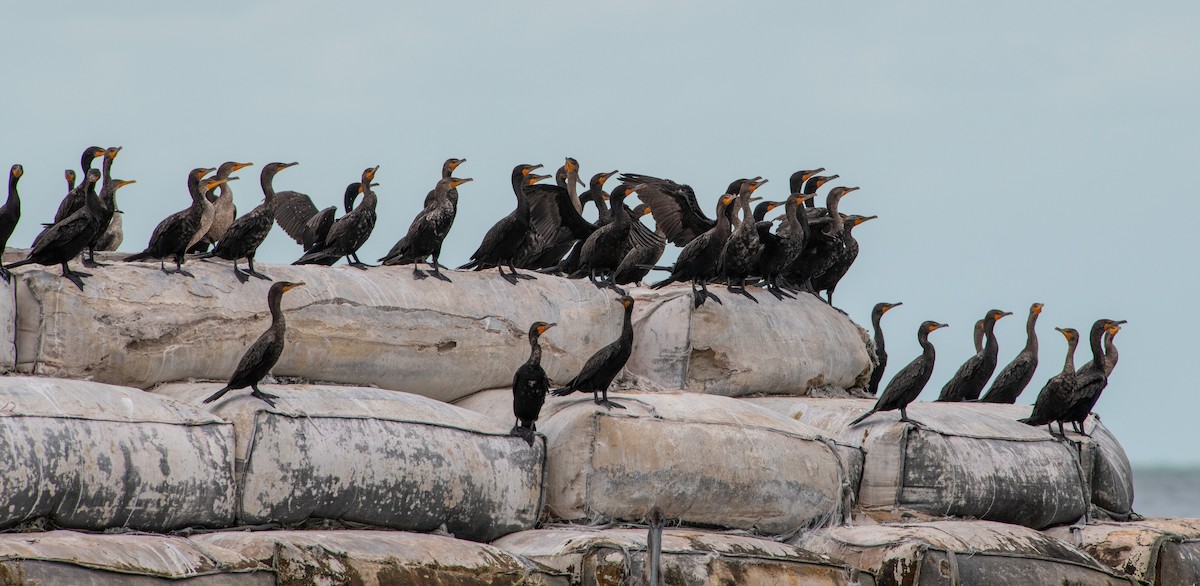 Double-crested Cormorant - ML190011521