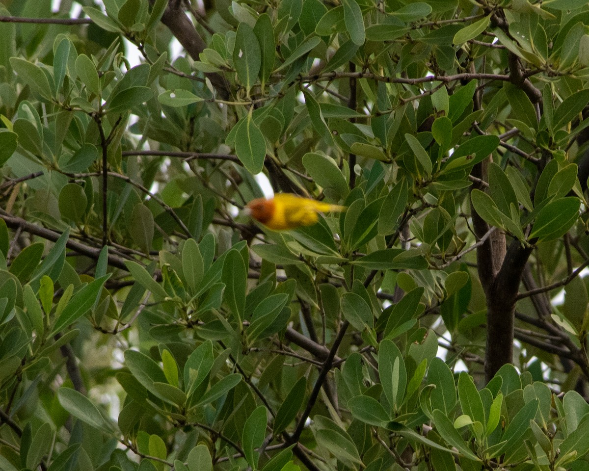 Yellow Warbler (Mangrove) - ML190012271