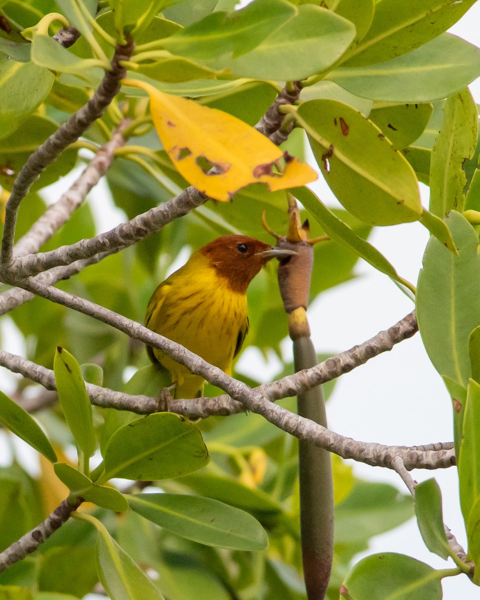 Yellow Warbler (Mangrove) - ML190012281