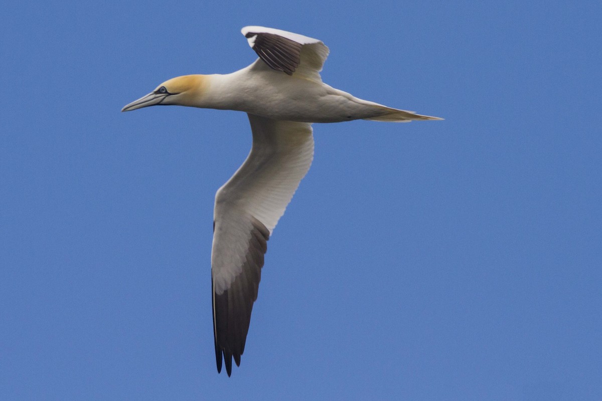 Northern Gannet - ML190012381