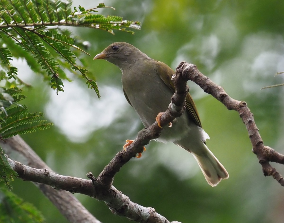 Yellow-footed Honeyguide - Stephan Lorenz / Rockjumper Birding Tours