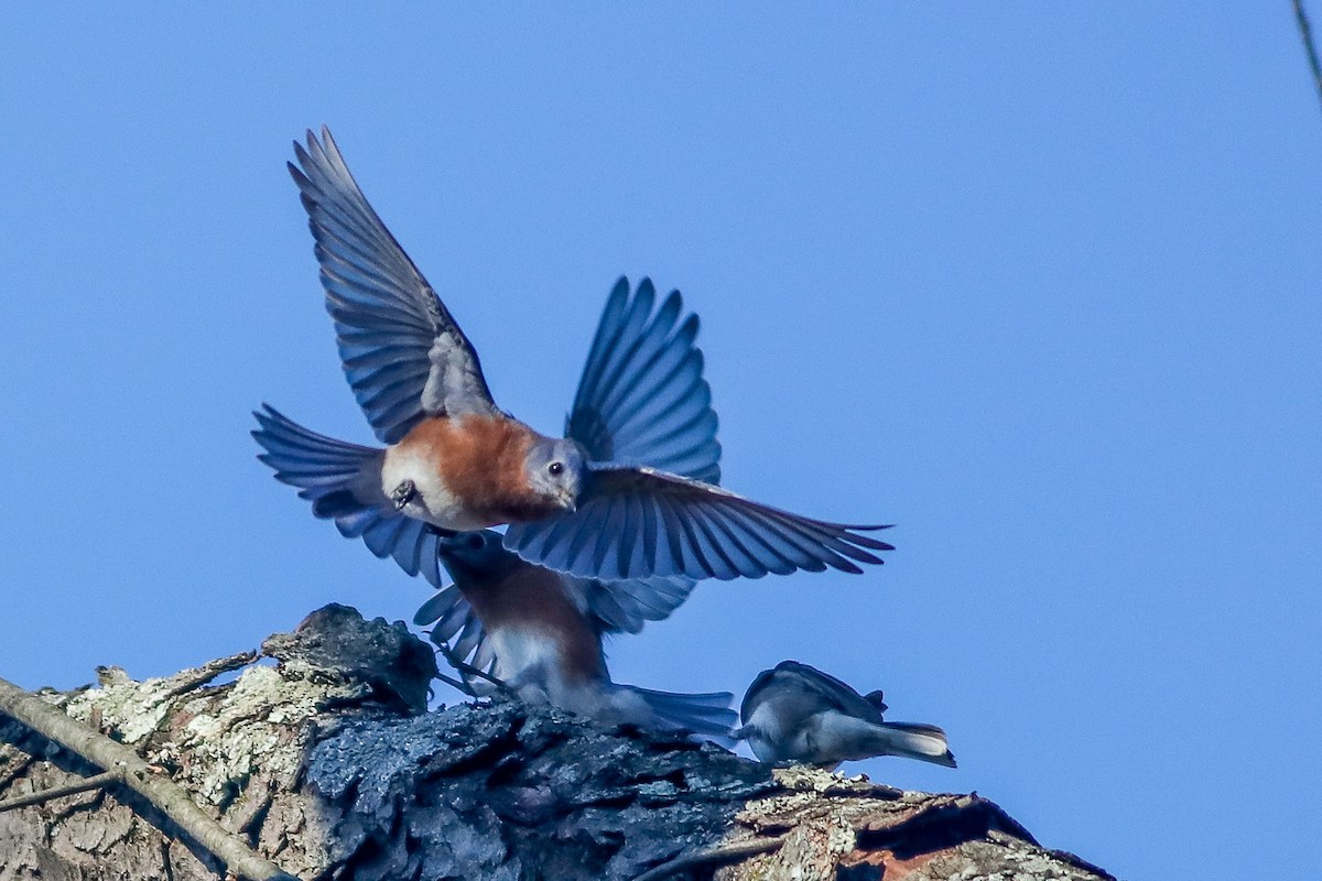 Eastern Bluebird - Debbie Parker