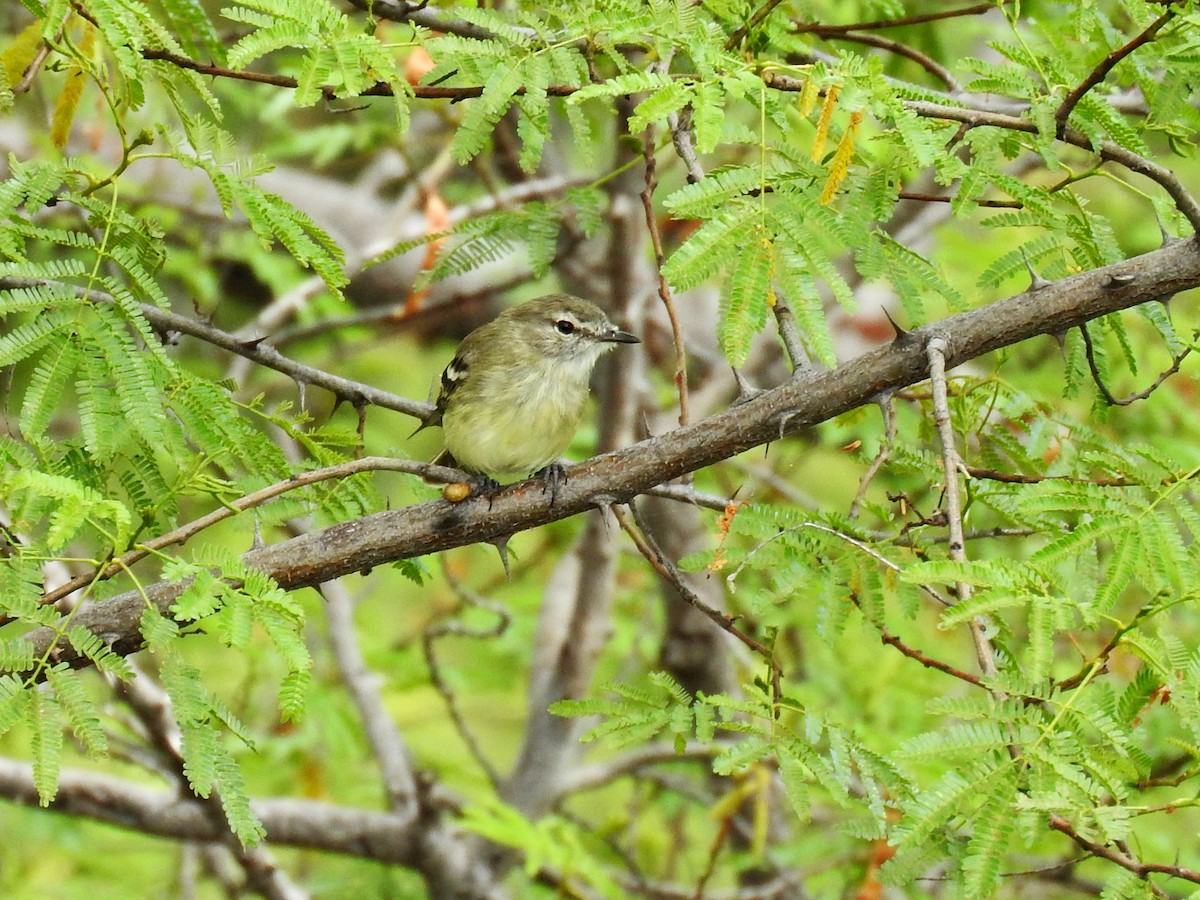 Slender-billed Tyrannulet - ML190013591