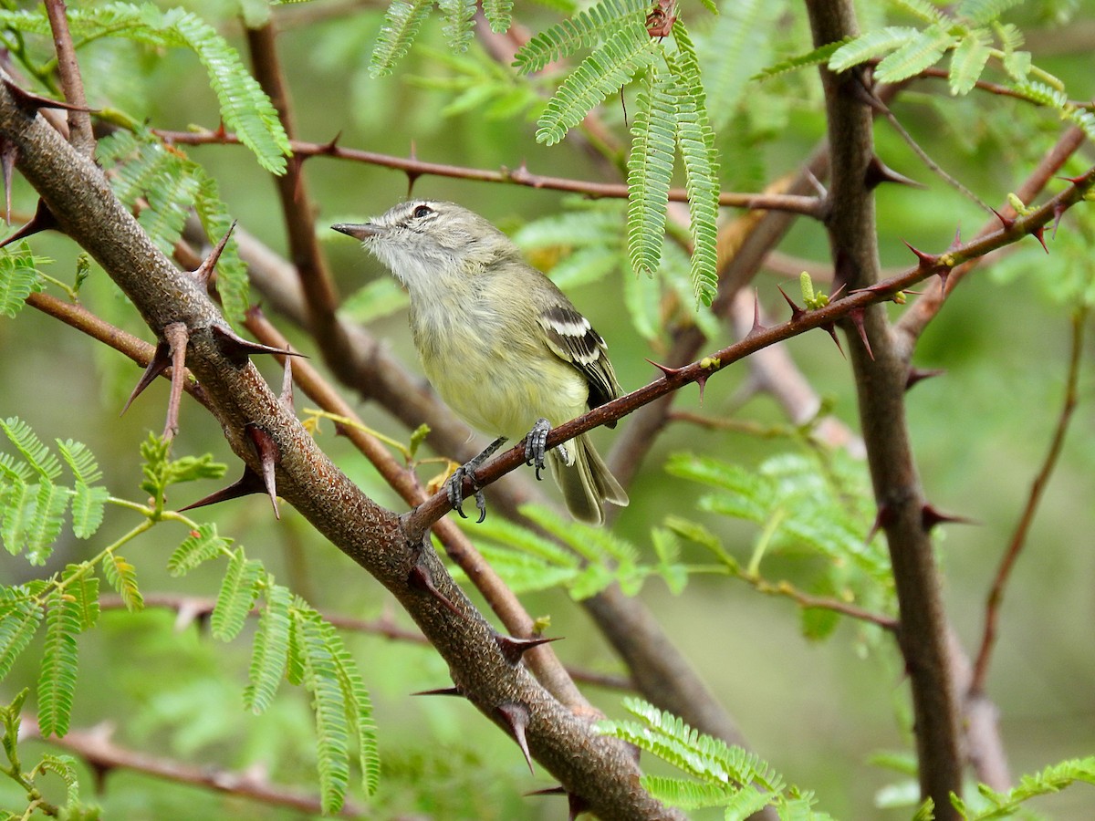 Slender-billed Tyrannulet - ML190013701