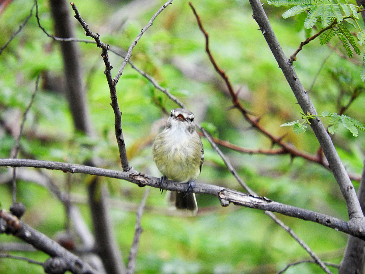 Slender-billed Tyrannulet - ML190013951