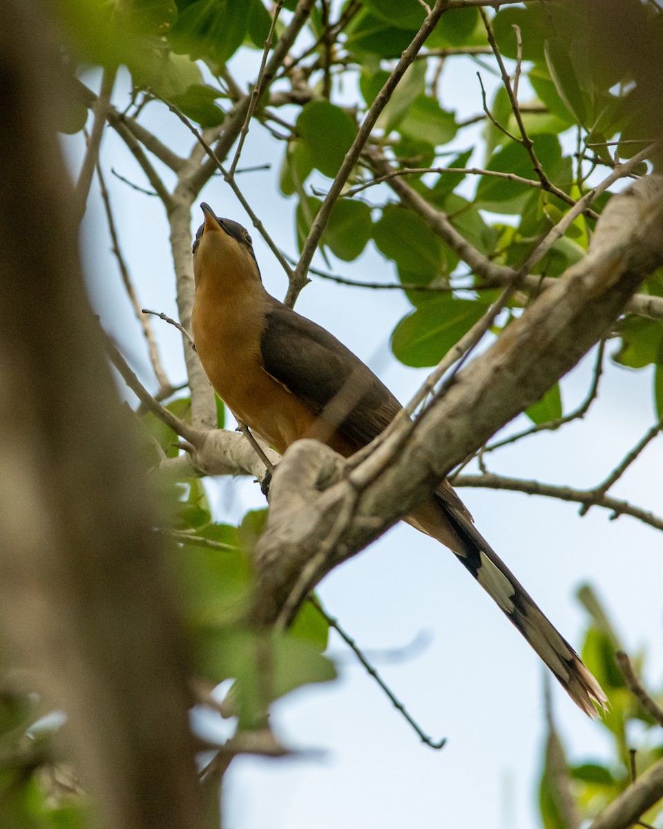 Mangrove Cuckoo - ML190014161