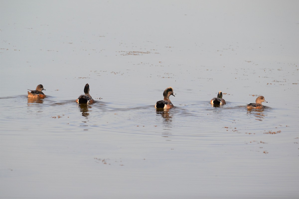 American Wigeon - Kristin Livingston