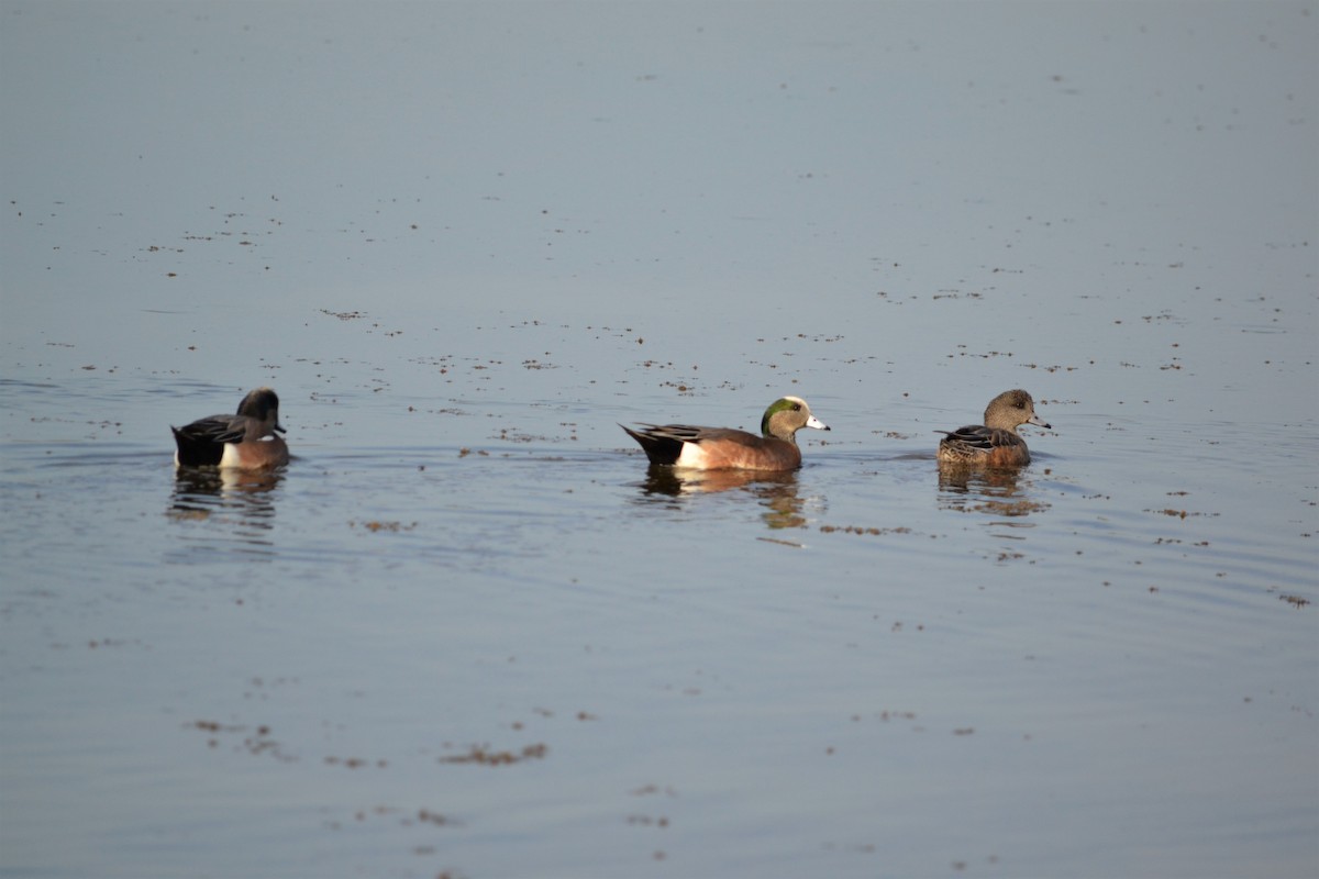 American Wigeon - Kristin Livingston