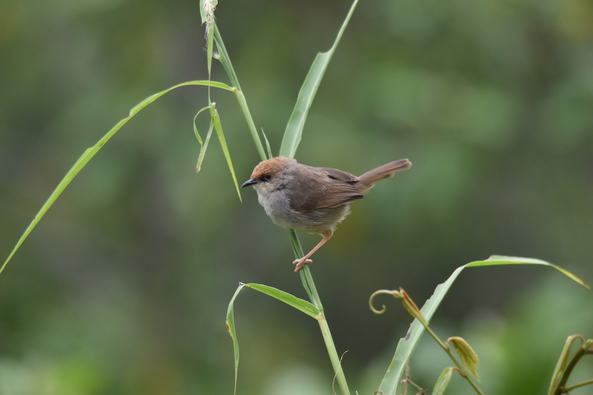 Chubb's Cisticola - Patrick Palines