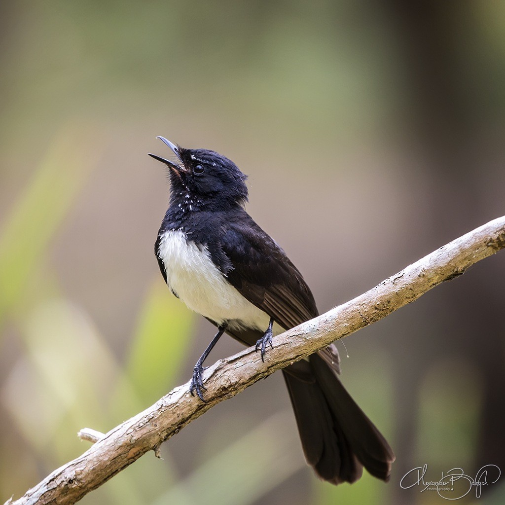 Willie-wagtail - Alexander Babych