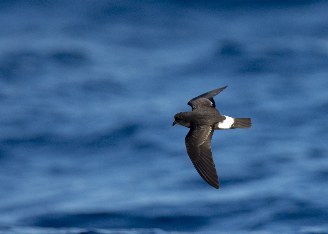 European Storm-Petrel - TURGUT EGE