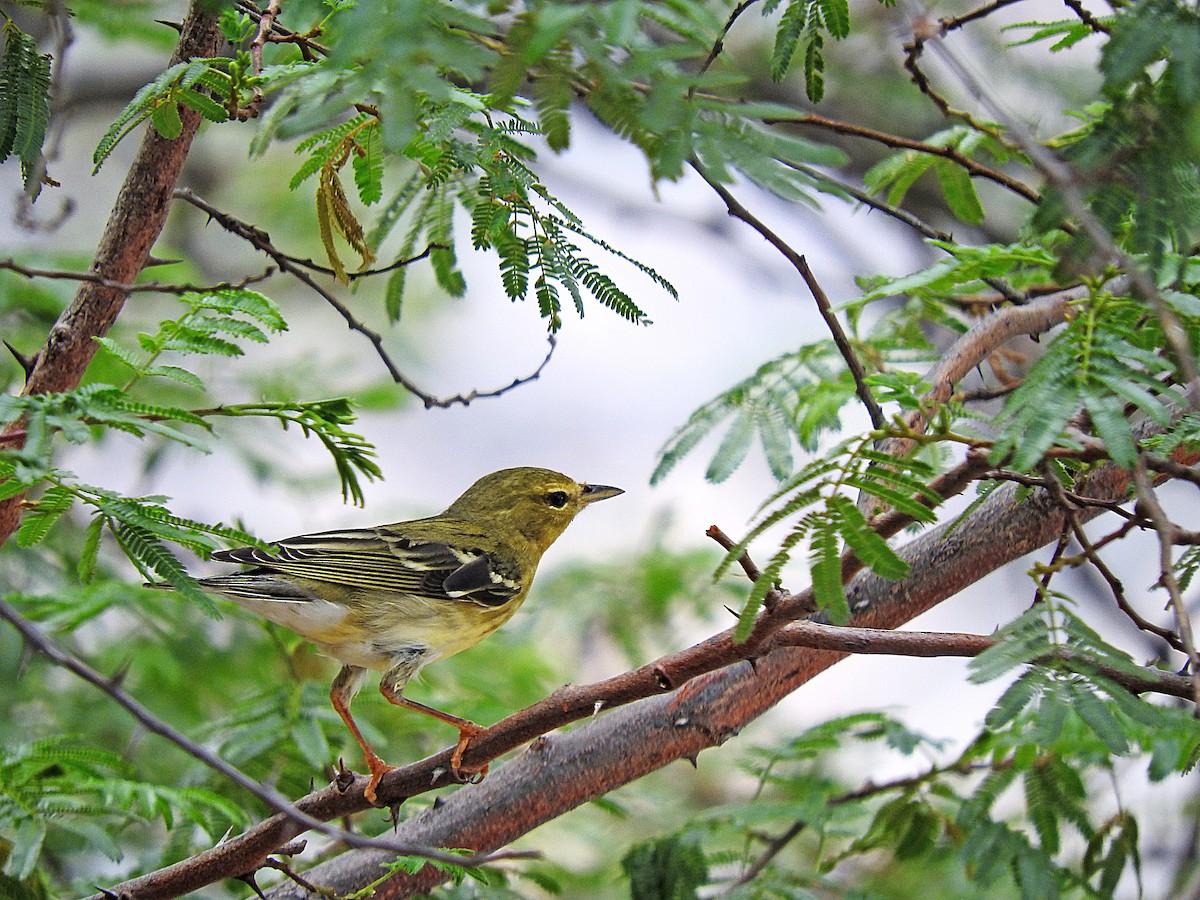 Blackpoll Warbler - ML190016171