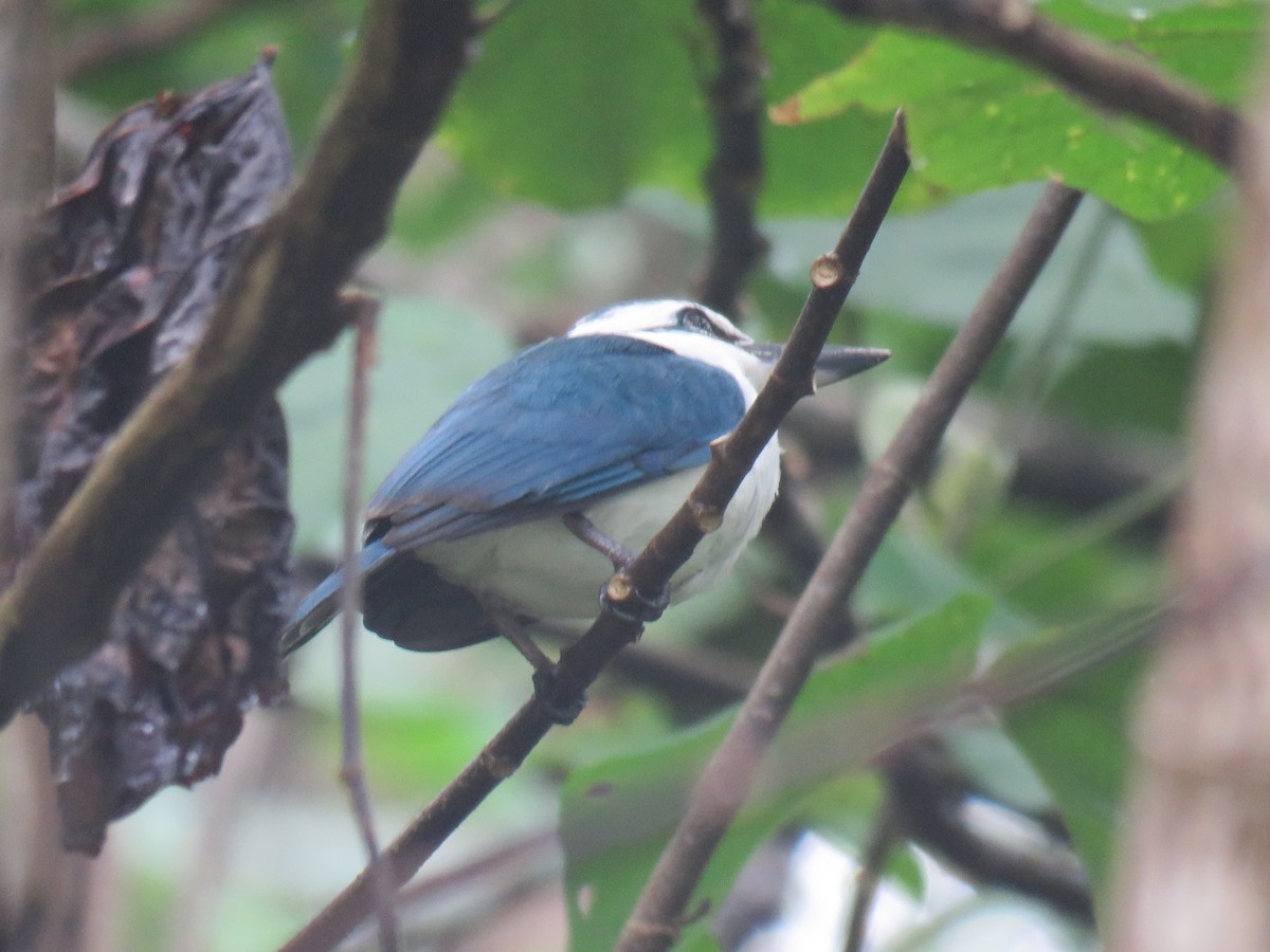 Chattering Kingfisher - ML190017351