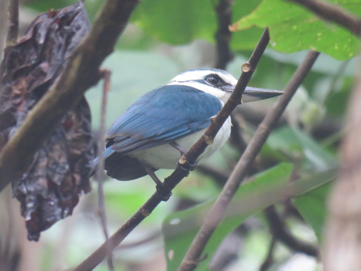 Chattering Kingfisher - ML190017391