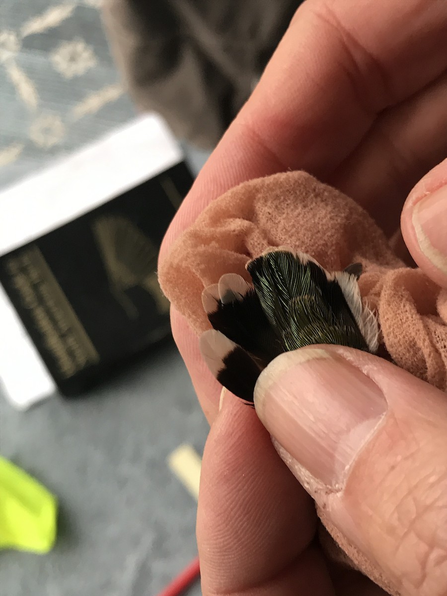 Anna's Hummingbird - James Fox