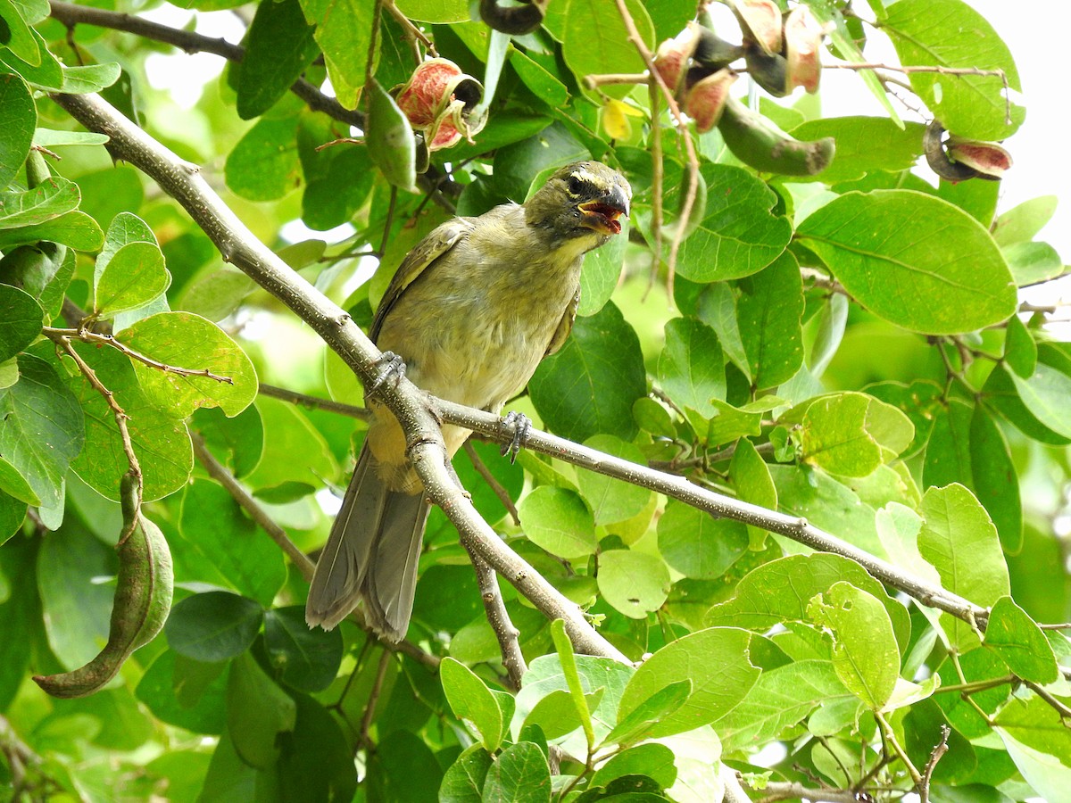 Streaked Saltator - ML190019811