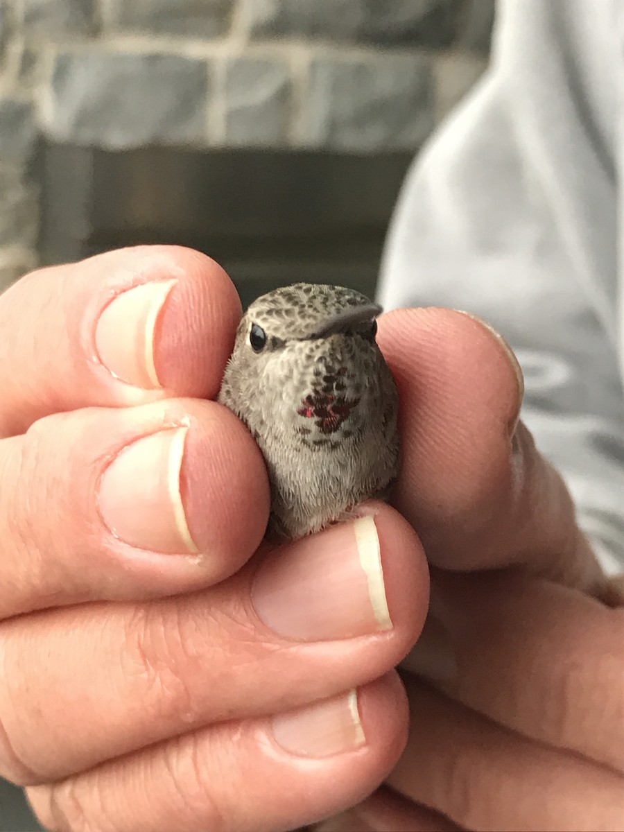 Anna's Hummingbird - James Fox