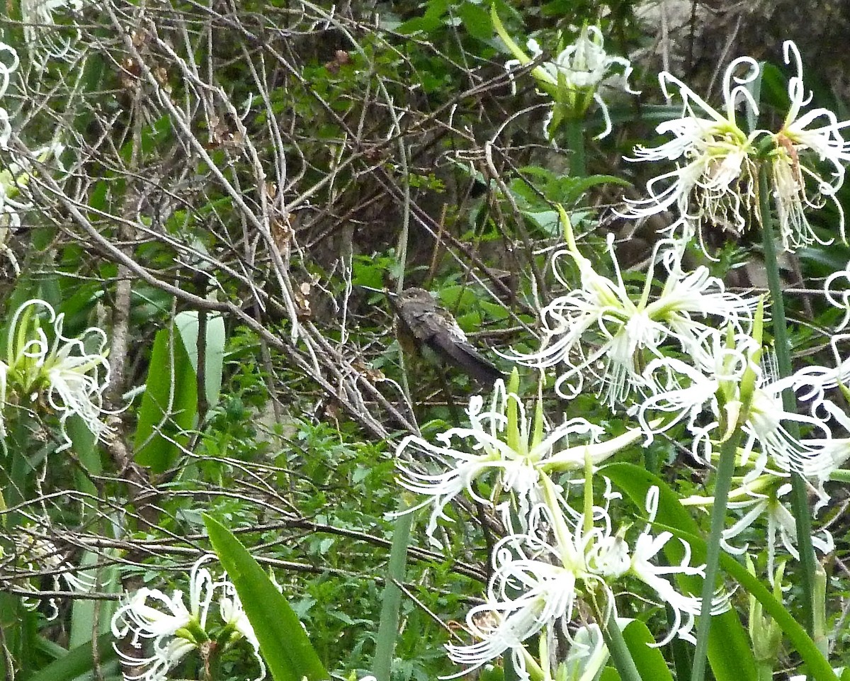 Исполинский колибри - ML190020101