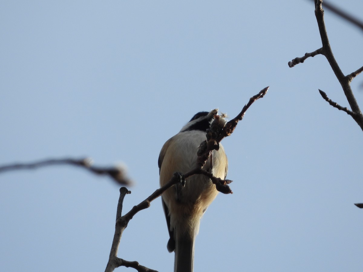 Black-capped Chickadee - ML190020391