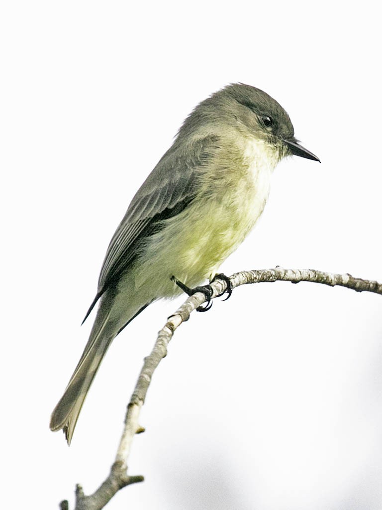 Eastern Phoebe - Bill Hill