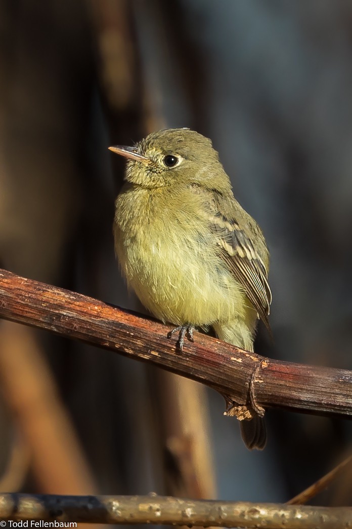 Western Flycatcher (Pacific-slope) - ML190024061
