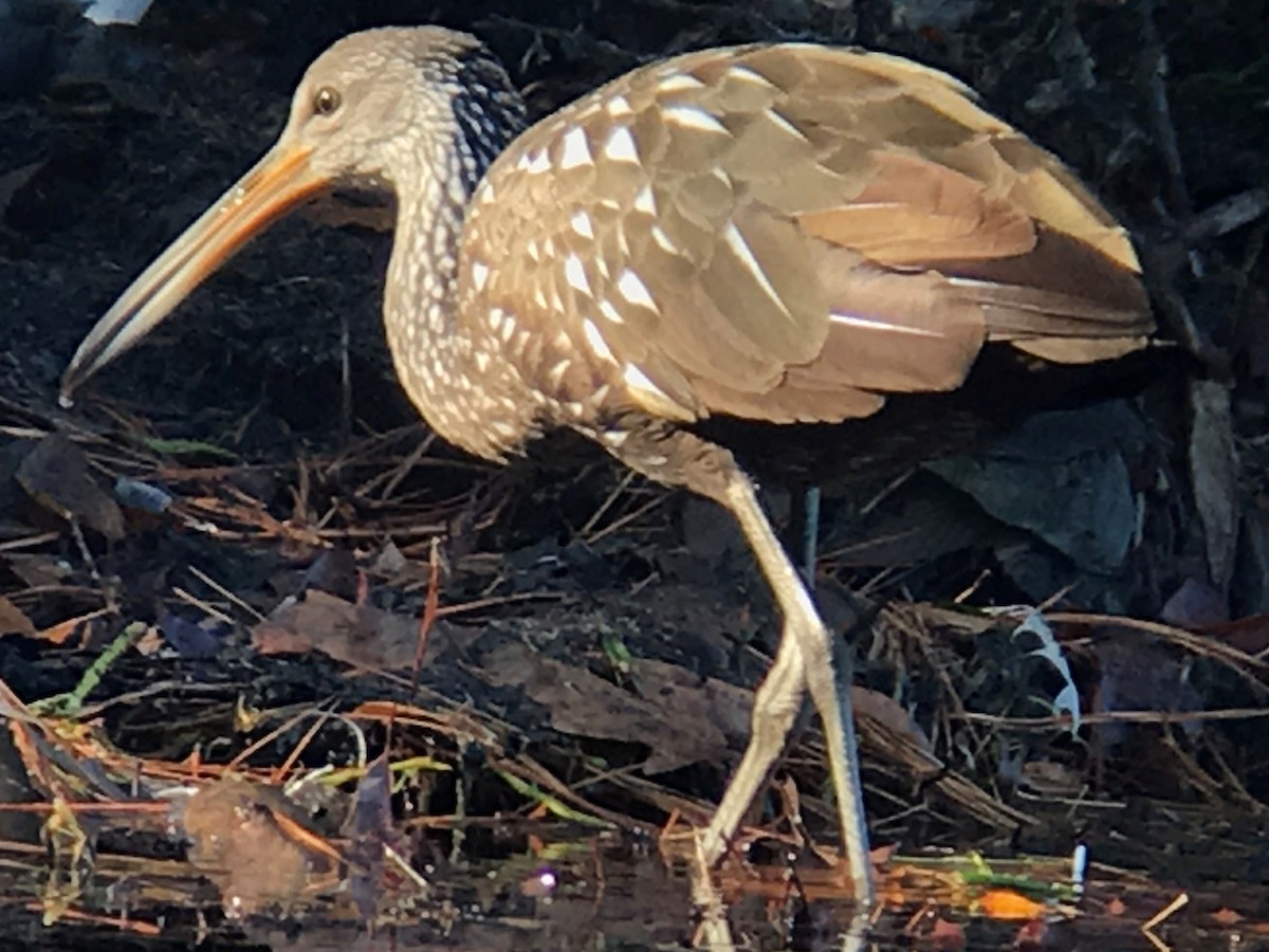 Limpkin - Matt Wangerin