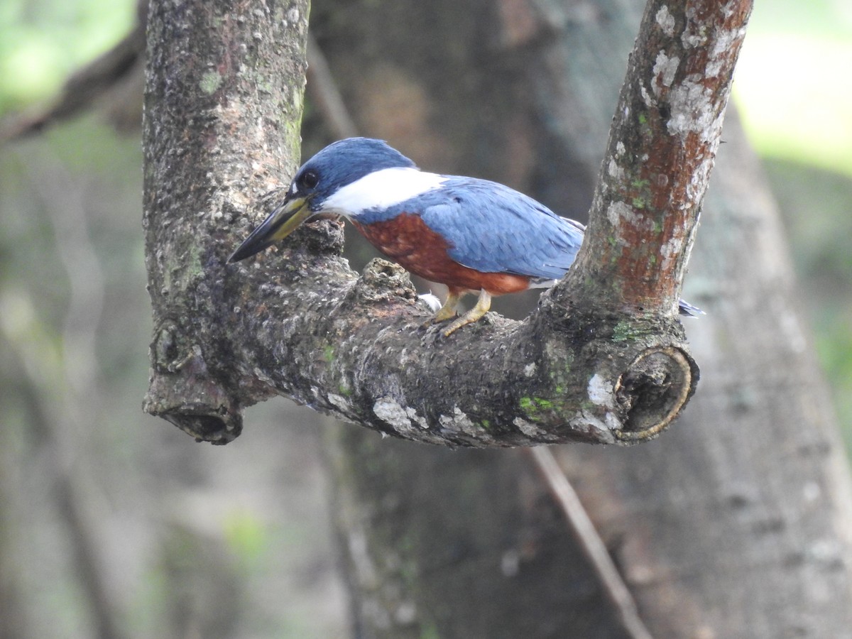 Ringed Kingfisher - ML190025841