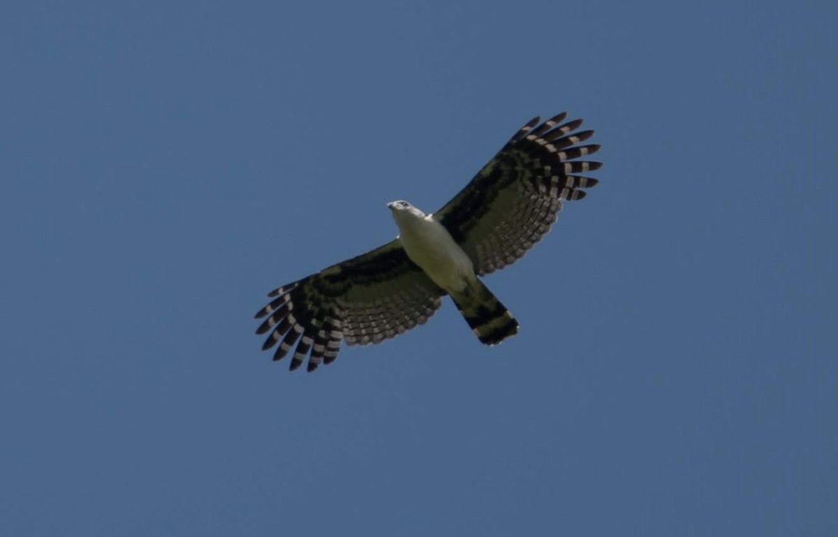 Gray-headed Kite - ML190027541