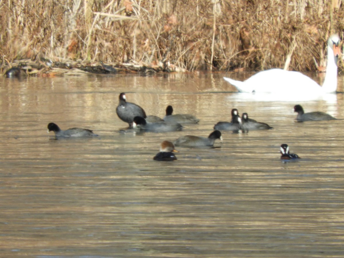 American Coot - ML190029431