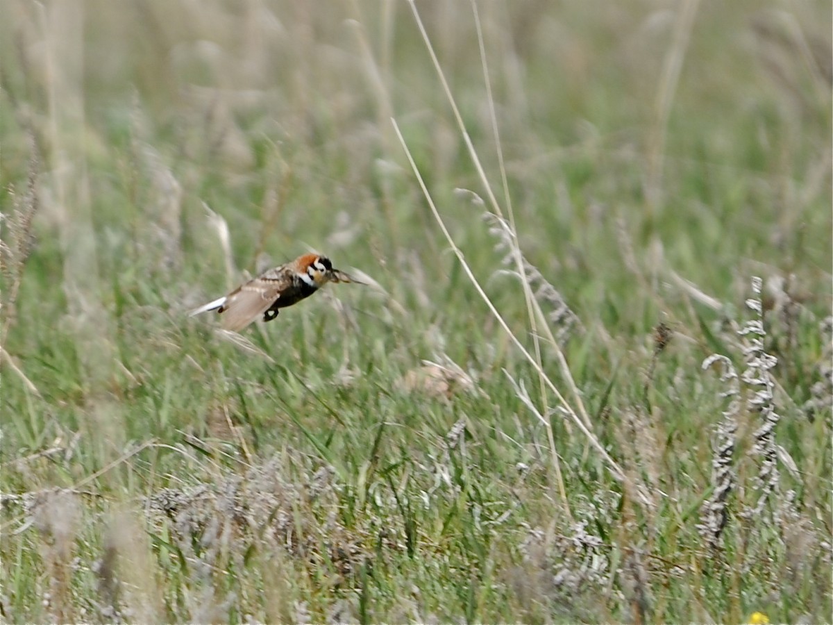 Chestnut-collared Longspur - ML190030091