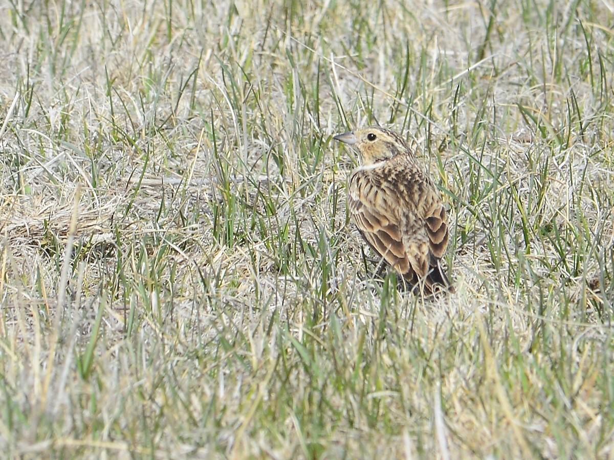 Chestnut-collared Longspur - ML190030301