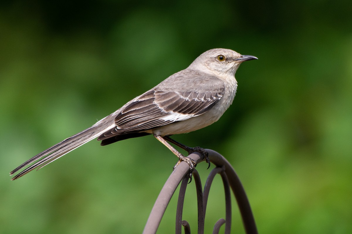 Northern Mockingbird - ML190030361