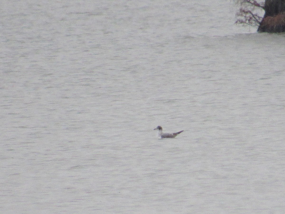 Franklin's Gull - ML190030571