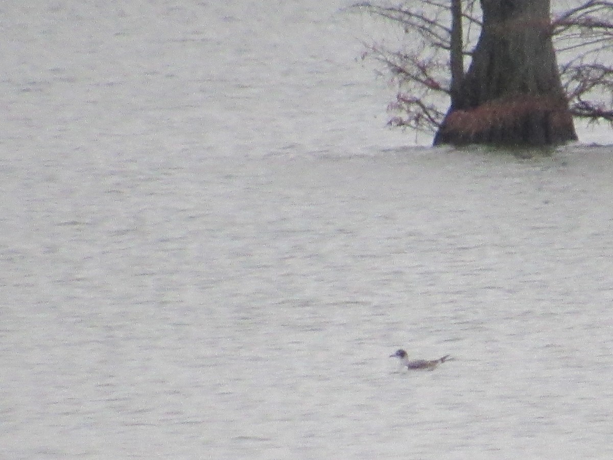 Franklin's Gull - ML190030581